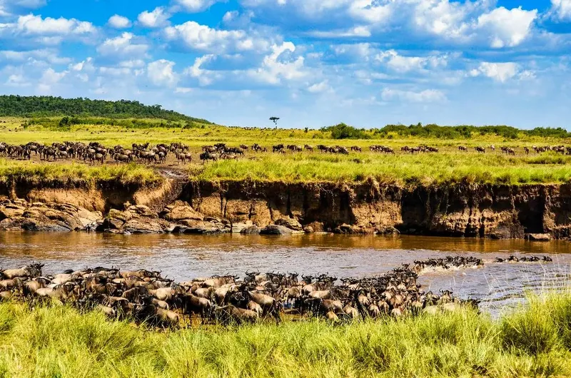 9 Day 8 Nights Safari in Serengeti and Zanzibar  - Tanzania safari gallery image